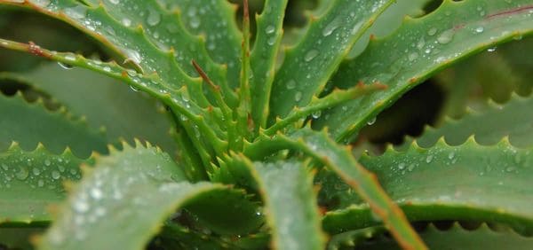 remedios bulto en el paladar