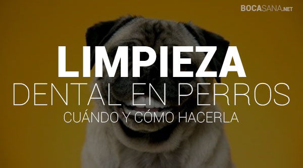 Cuándo y Cómo Hacer Limpieza Dental en Perros 【 2025 】