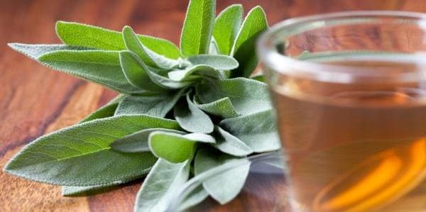 salvia para dolor de encias