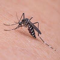 picadura labio hinchado