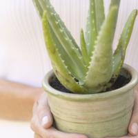 aloe vera labio hinchado