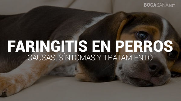 Faringitis en Perros